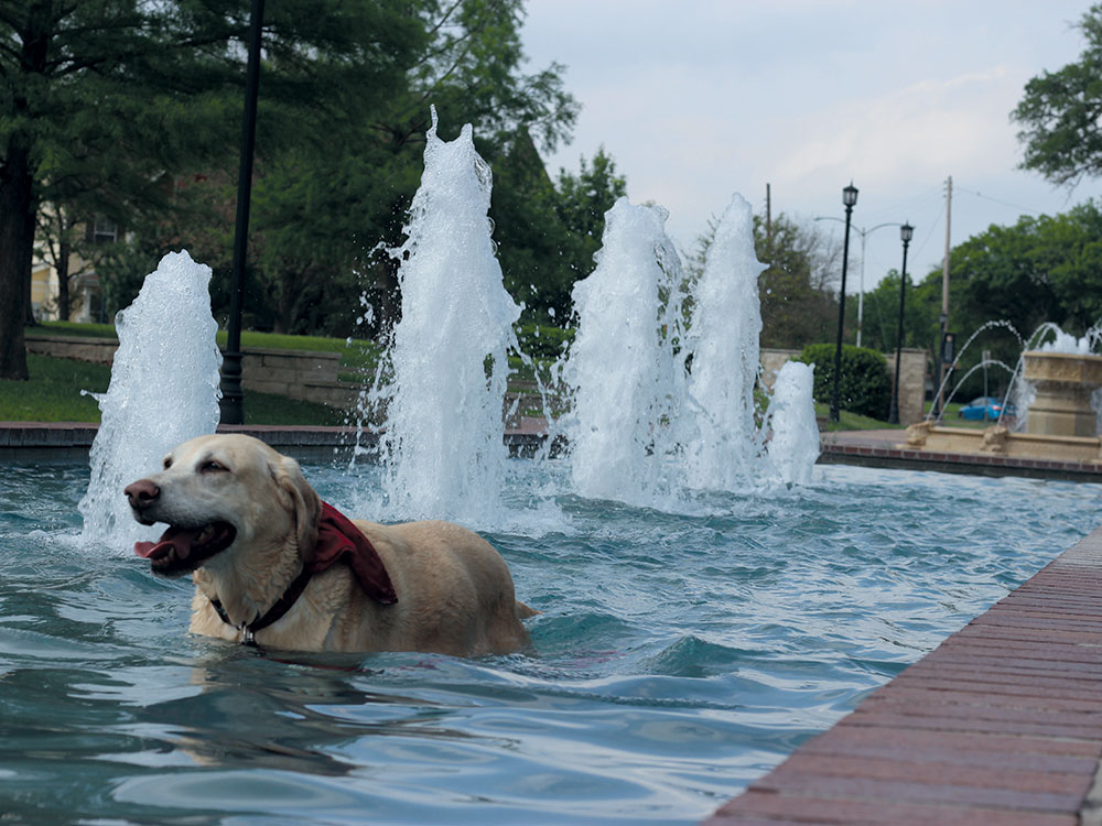 Dog in the fountain