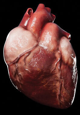Illustration of human heart